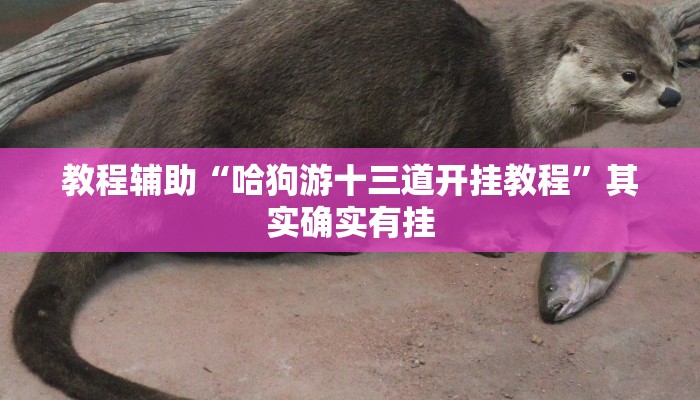 教程辅助“哈狗游十三道开挂教程”其实确实有挂