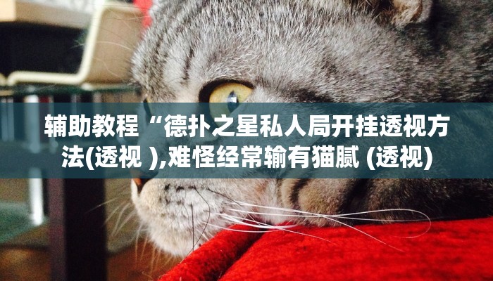 辅助教程“德扑之星私人局开挂透视方法(透视 ),难怪经常输有猫腻 (透视)